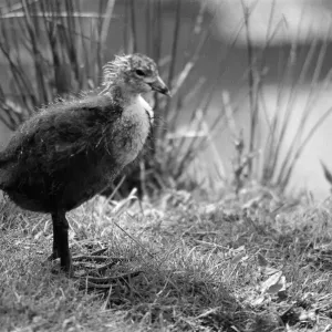 Young Bird at Chester Zoo, 20th May 1989 Young Bird at Chester Zoo, 20th May 1989