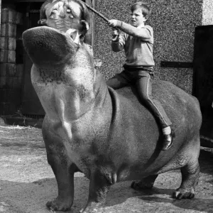 Coventry Zoo Hippo Print 23rd May 1969