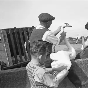 Two young boys help one of the keepers at the Abbotsbury Swannery examine a pair of mute Two young boys help one of the keepers at the Abbotsbury Swannery examine a pair of mute