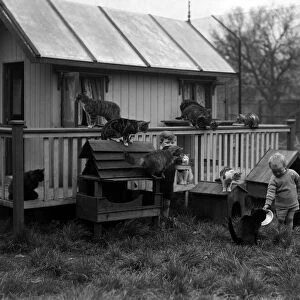 Young children with cats. Circa 1925
