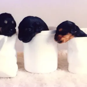 Three very young and cute puppies