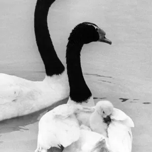 This young cygnet gets a piggy back ride of one of its parents This young cygnet gets a piggy back ride of one of its parents
