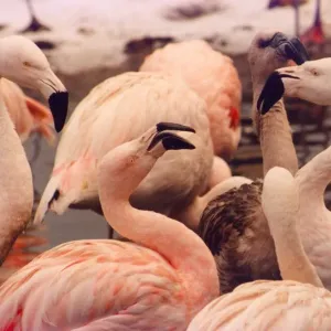 A young flamingo with grey plumage stands out amongst the pink elder ones A young flamingo with grey plumage stands out amongst the pink elder ones