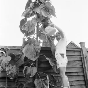 Jeune jardinier, Victoria Hazell, arrose fièrement le géant de tournesol poussant dans son dos. Jeune jardinier, Victoria Hazell, arrose fièrement le géant de tournesol poussant dans son dos.