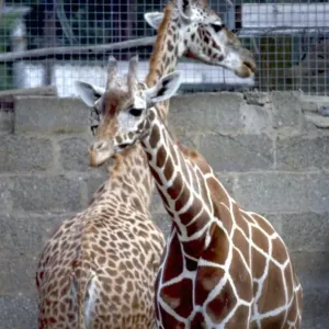 Zwei junge Giraffen schauen weg voneinander im Chester Zoo, August 1979 Zwei junge Giraffen schauen weg voneinander im Chester Zoo, August 1979