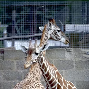 Two young Giraffes looking away from each other at Chester Zoo August 1979