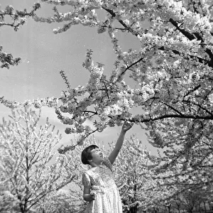 A young girl reaching up at fruit trees in blossom at Newington - April 1944