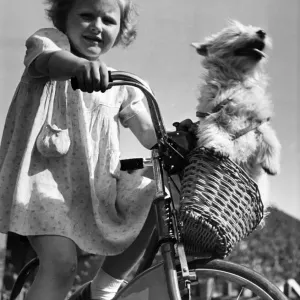 Junge Mädchen mit dem Fahrrad, das ein Hund im Korb auf den Vorderrückenlehnen hat Junge Mädchen mit dem Fahrrad, das ein Hund im Korb auf den Vorderrückenlehnen hat