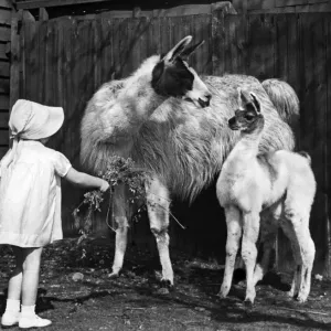 A young girl seen here trying to feed Llama s. 28th March 1944 A young girl seen here trying to feed Llama s. 28th March 1944