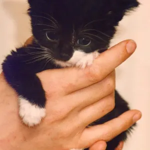 A very young kitten A very young kitten