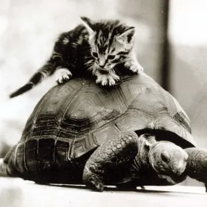 A young kitten pounces on top of a slow moving tortoise December 1984