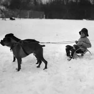 A young pet owner harnesses the power of his two boxer dogs to create a dog sleigh to get A young pet owner harnesses the power of his two boxer dogs to create a dog sleigh to get