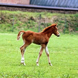A young pony foal in the fields 1968 pony foal horse horses full body