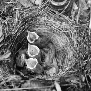 These three young Robins are waiting for something to eat These three young Robins are waiting for something to eat