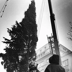 Two youngsters gaze upwards to the top of the Christmas tree as workmen place it in