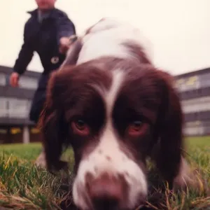 Zac the police dog enjoying the dog handling training school at Durham Police