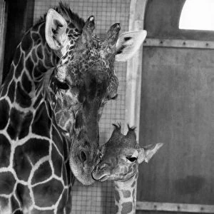 Zara and mother giraffe Virginia. June 1984 P011756