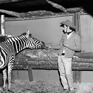 One of the three zebras that escaped from the Billy Smart