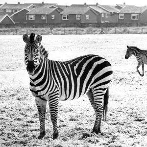 Zebras in the snow at Lambton Pleasure Park in January 1978 Zebras in the snow at Lambton Pleasure Park in January 1978