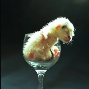 Zig and Zag, kittens in wine glasses Zig and Zag, kittens in wine glasses