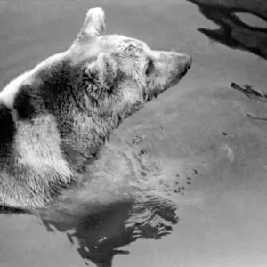 Zoo Animals. Brown Bear takes a dip in the pool at London Zoo