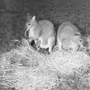 Zoo -- Kangaroos March 1952 C1160 / 1