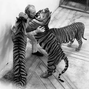 Le propriétaire du zoo John Aspinall est bien connu pour ses escapades sans crainte avec ses tigres domestiques. Le propriétaire du zoo John Aspinall est bien connu pour ses escapades sans crainte avec ses tigres domestiques.