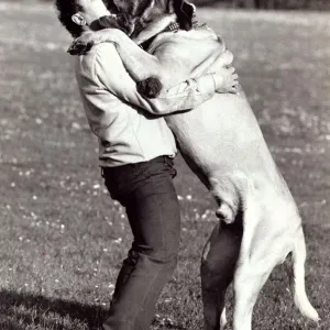 Zorba the mastiff jumps up onto his master Chris Eraclies in Muswell Hill