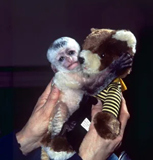Core03 Prints: 10 days old Colobus monkey Dee which is being hand-reared at Twycross Zoo February