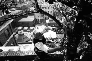 Department Store Prints: Over 100 feet above the ground Charles Legg calmly goes about pruning and trimming a tree