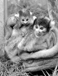 12 day old squirrel monkey at the gatwicg garden Aviary at Charlwood, Surrey