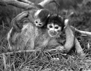 12 day old squirrel monkey at the gatwicg garden Aviary at Charlwood, Surrey