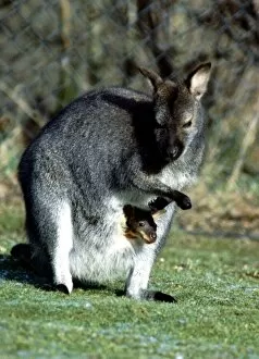 Images Dated 1st February 1983: 12 week old Wallaby and its mother at Calderpark Zoo, Glasgow February 1983