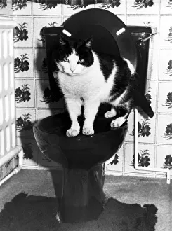 Toilet Prints: 15 yr ols Carol Grocock of Rotherham has house trained her pet cat to use the toilet