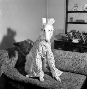 16 month old most elegant Borzoi Gold dust of Colhugh, dusty for short dressed for