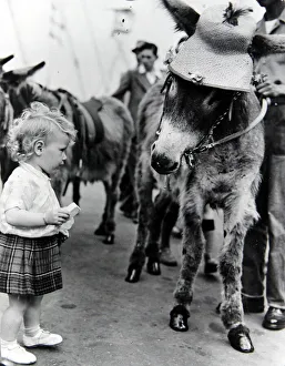 Donkey Prints: 18 month old Evelyn McAdam with Molly the donkey on the South Bank, London