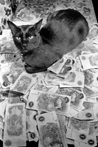 The 18 months old Burmese cat Josef was left £500 by coventry woman Mrs