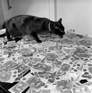 The 18 months old Burmese cat Josef was left £500 by coventry woman Mrs