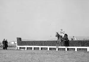 00096 Prints: 1956 Cheltenham Gold Cup. No. 1 Limber Hill and jockey J Power taking a fence on his way