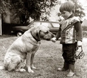 Sharing Prints: 2 year old Edward Turner feeding an ice cream to his pet labrador Glen after removing his