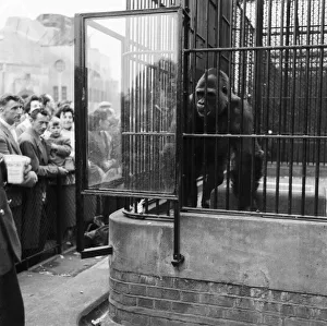 Gorilla Prints: 22-stone Guy the Gorilla grabbed the hand of seven-year-old Kenneth Keegan during a visit