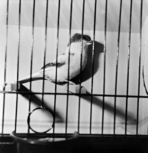 Relationships Prints: The 26th National Exhibition of Cage and Aviary Birds at Alexandra Palace, North London