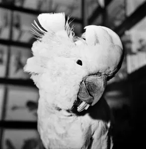The 26th National Exhibition of Cage and Aviary Birds at Alexandra Palace, North London