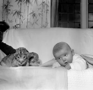 36 hours old Lion cubs Togo and Chad pictured with 4 month old Baby Emma