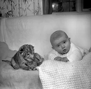 36 hours old Lion cubs Togo and Chad pictured with 4 month old Baby Emma