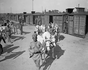 3rd Lahore Indian Division. Circa October 1914 Mules which carry the Indian