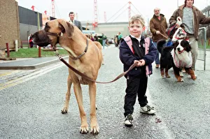 Crufts Prints: 4-year-old Oscar Halpin arriving at the NEC with Great Dane Amber, one of the entrants