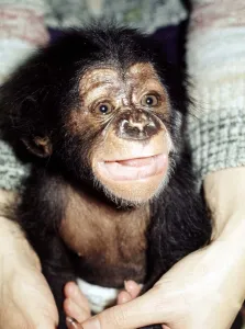 Nappies Prints: 5 weeks old baby chimpanzee Mandy at Chester Zoo cute November 1977