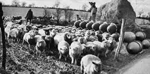 Artillery Prints: 500 lb bomb ordnance depot at a farm in England during Second World War