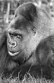 5th November 1975; Guy the gorilla seen here on the 28th anniversary of his arrival